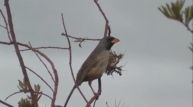 Black-throated Saltator - ML201747471