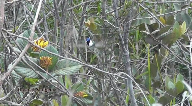 Colibrí Cornudito - ML201747481