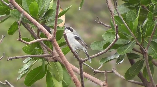 White-banded Tanager - ML201747491