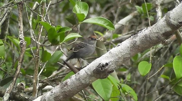 Slender Antbird - ML201747521