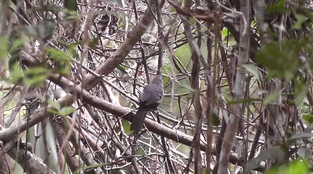 Slender Antbird - ML201747531