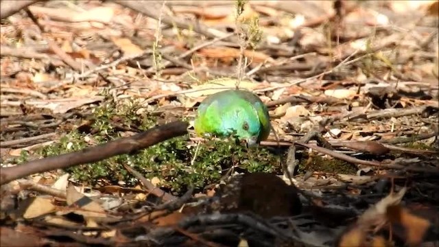 Red-rumped Parrot - ML201747711