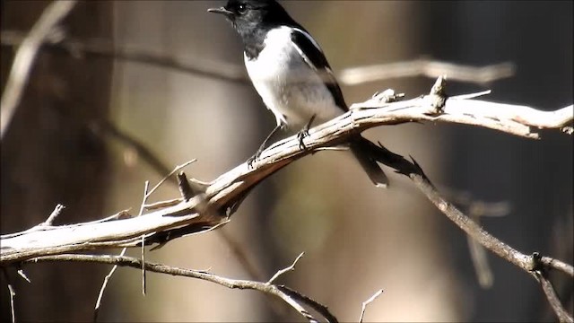 Hooded Robin - ML201747721