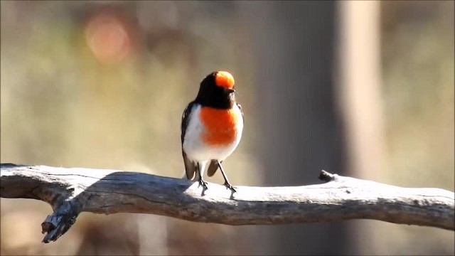 Red-capped Robin - ML201747731