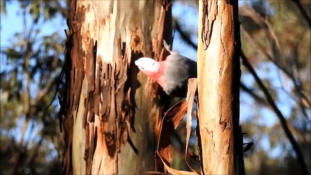 Cacatúa Galah - ML201747751