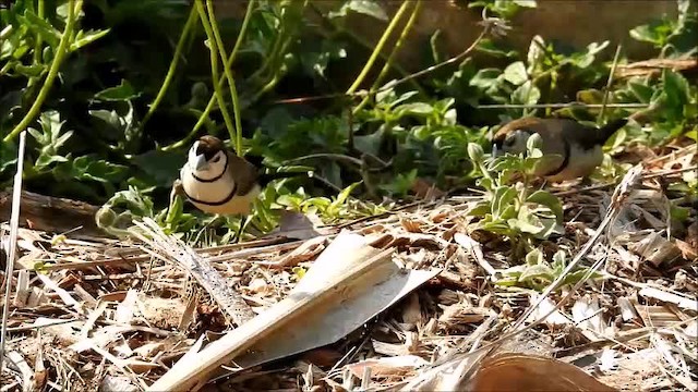 Double-barred Finch - ML201747771