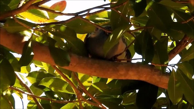 Bar-shouldered Dove - ML201747811