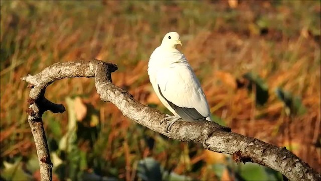 Carpophage argenté - ML201747911