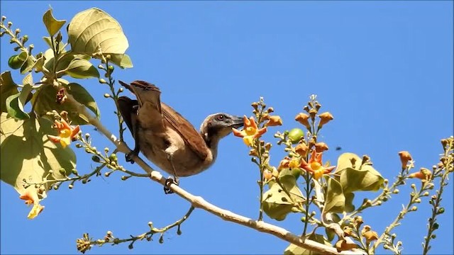 Helmeted Friarbird (Arnhem Land) - ML201747921