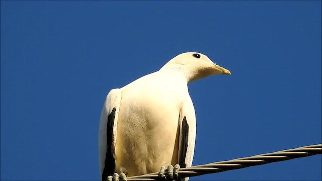 Carpophage argenté - ML201747931