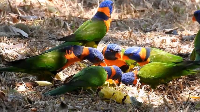 Red-collared Lorikeet - ML201747961