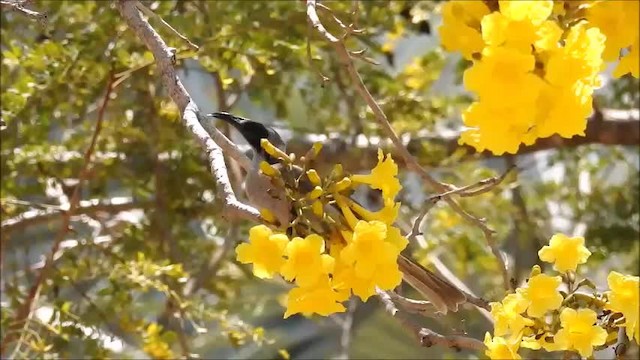 Helmeted Friarbird (Arnhem Land) - ML201747991