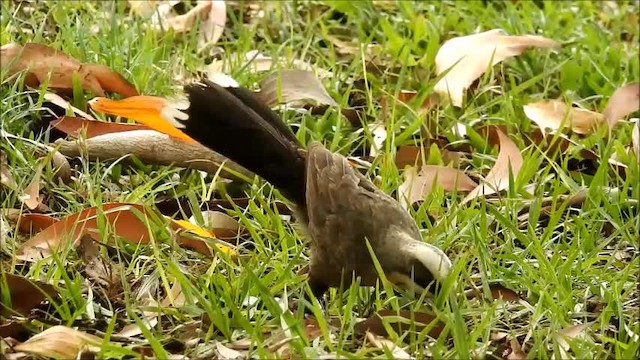 Gray-crowned Babbler - ML201748011