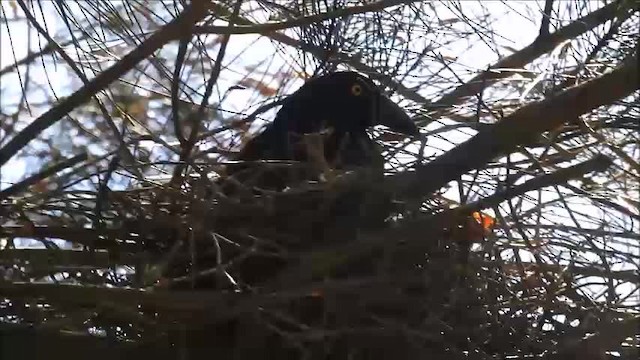 Pied Currawong - ML201748111