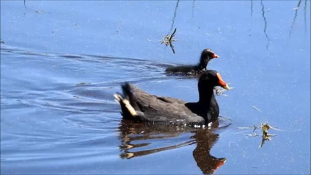 Dusky Moorhen - ML201748121