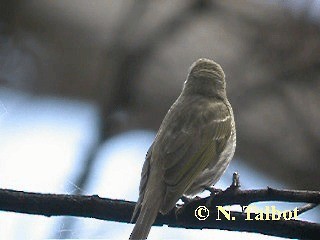 Yellow-faced Honeyeater - ML201748291