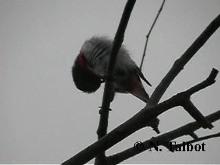 Picaflores Golondrina - ML201748311