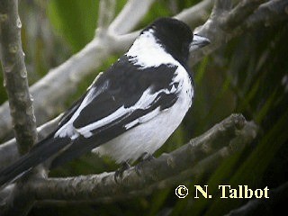 Pied Butcherbird - ML201748331