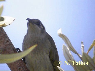 Brown Honeyeater - ML201748371