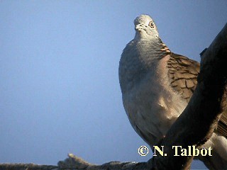 Bar-shouldered Dove - ML201748381