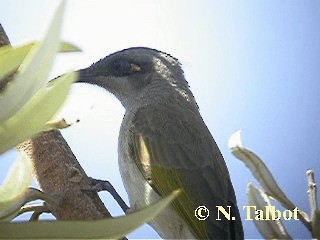 Brown Honeyeater - ML201748391