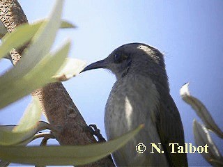 Brown Honeyeater - ML201748401