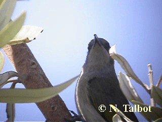 Brown Honeyeater - ML201748411