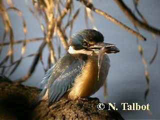 Sacred Kingfisher (Australasian) - ML201748421