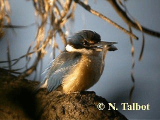 Sacred Kingfisher (Australasian) - ML201748431