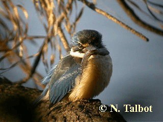 Sacred Kingfisher (Australasian) - ML201748441