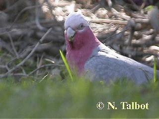 Galah - ML201748451