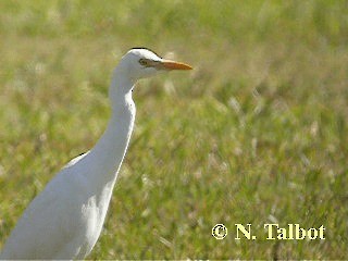 Plumed Egret - ML201748471