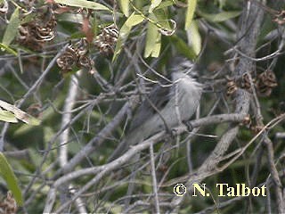 Striped Honeyeater - ML201748481