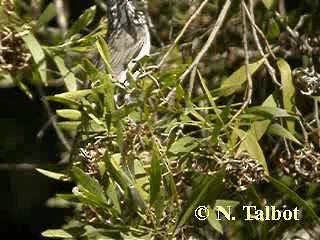 Striped Honeyeater - ML201748491