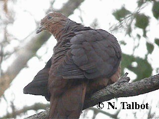 Brown Cuckoo-Dove - ML201748551