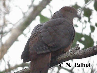 Brown Cuckoo-Dove - ML201748571