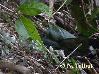 Eastern Whipbird - ML201748581