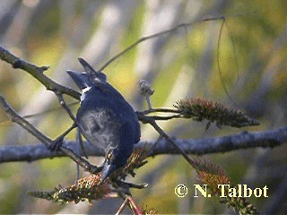 Weißbürzel-Krähenstar - ML201748591