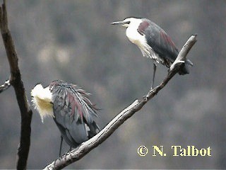 Garza Cuelliblanca - ML201748611