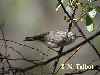 Western Gerygone - ML201748621