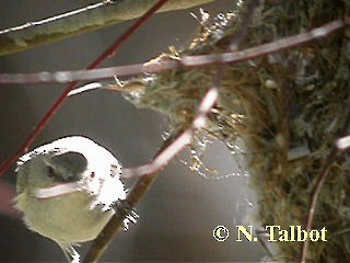 Western Gerygone - ML201748631