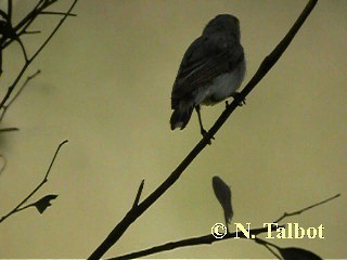 Western Gerygone - ML201748641