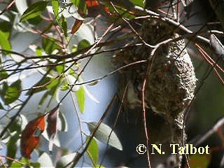 Western Gerygone - ML201748651