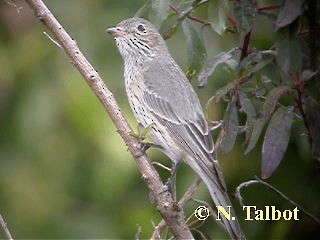 Rufous Whistler - ML201748661