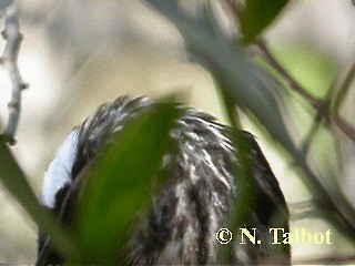 White-cheeked Honeyeater - ML201748671