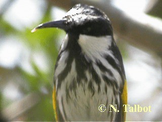 White-cheeked Honeyeater - ML201748681