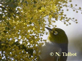 Silvereye - ML201748691