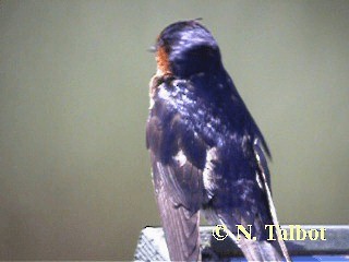 Welcome Swallow - ML201748711