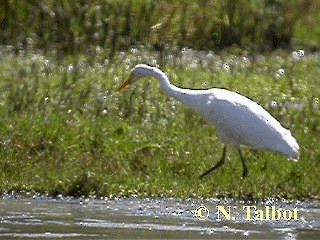 Plumed Egret - ML201748731