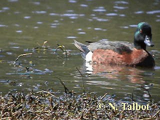 Chestnut Teal - ML201748741